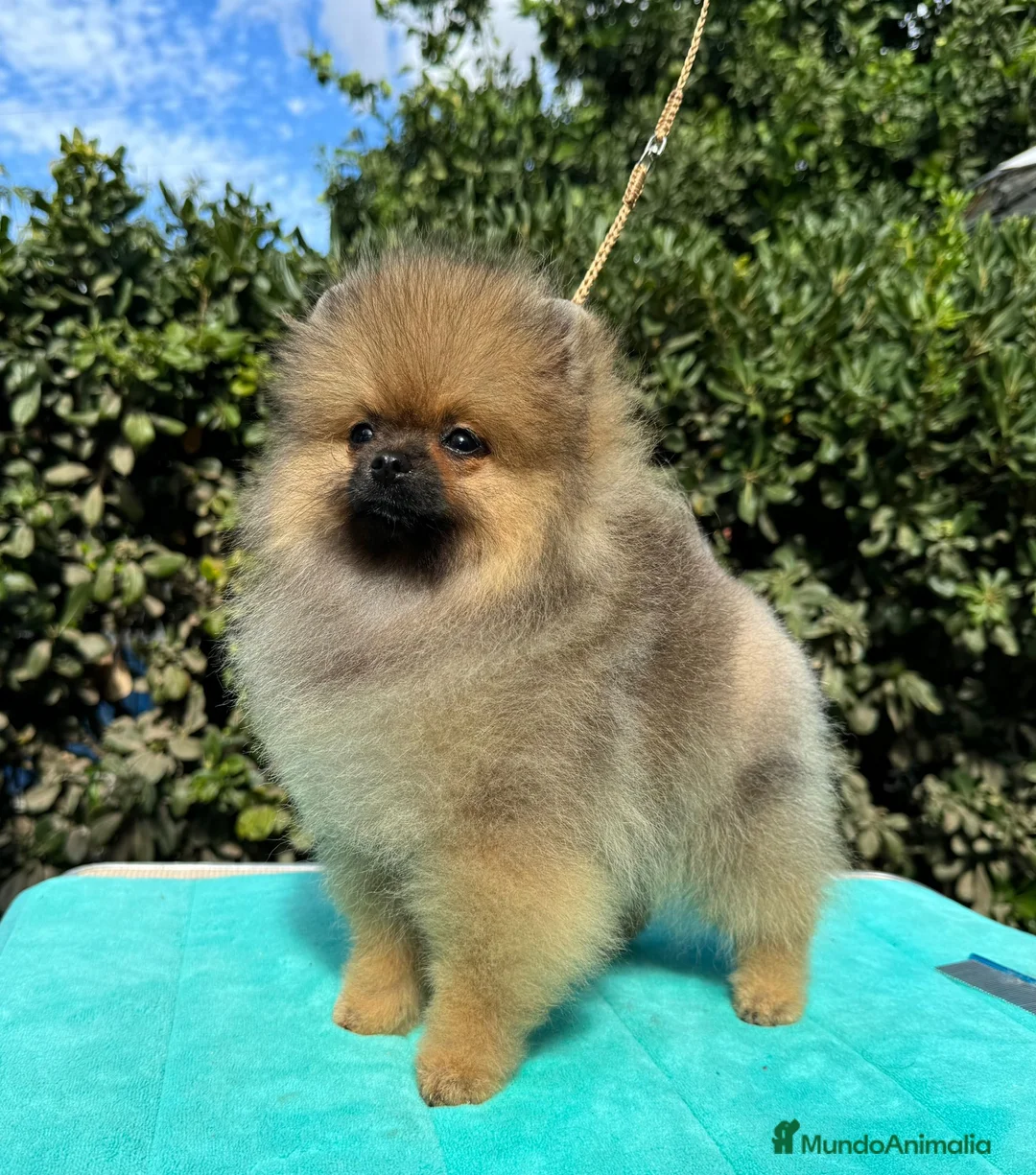 Pomerania perros en venta: POMERANIA SUPER CALIDAD. en Málaga - Anuncio 2
