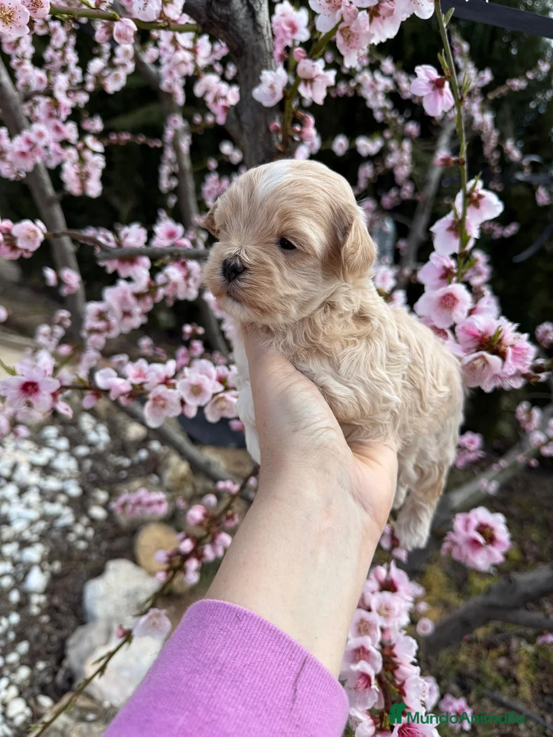 Maltipoo perros en venta: Maltipoo hembra y macho !!! - Anuncio 2