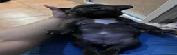 Bulldog Francés perros en venta: Bulldog francés  - Anuncio 9