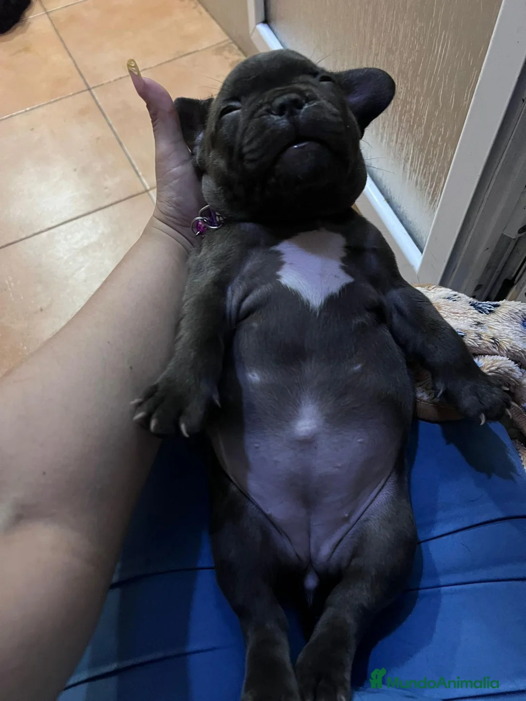 Bulldog Francés perros en venta: Bulldog francés  - Anuncio 9
