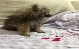 Pomerania perros en venta: Poo pomerania MICRO TOY  - Imagen 10