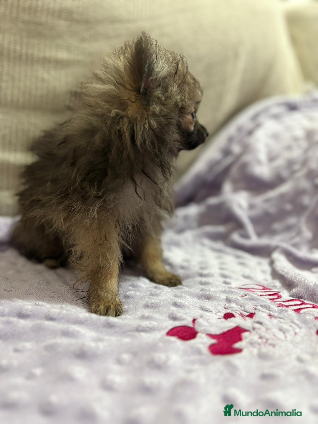 Pomerania perros en venta: Poo pomerania MICRO TOY  - Imagen 10
