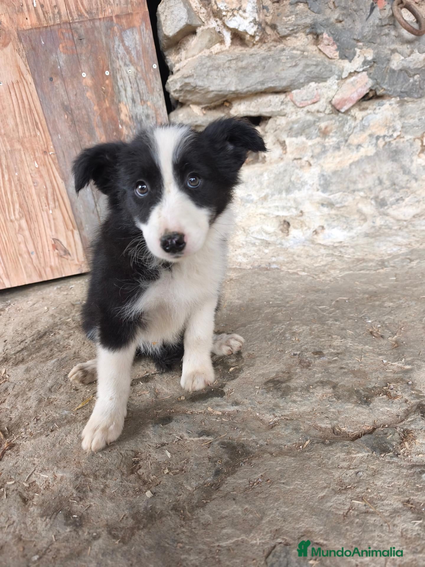 Raza Mixta perros Cachorros border collie 2 meses! - Anuncio 2