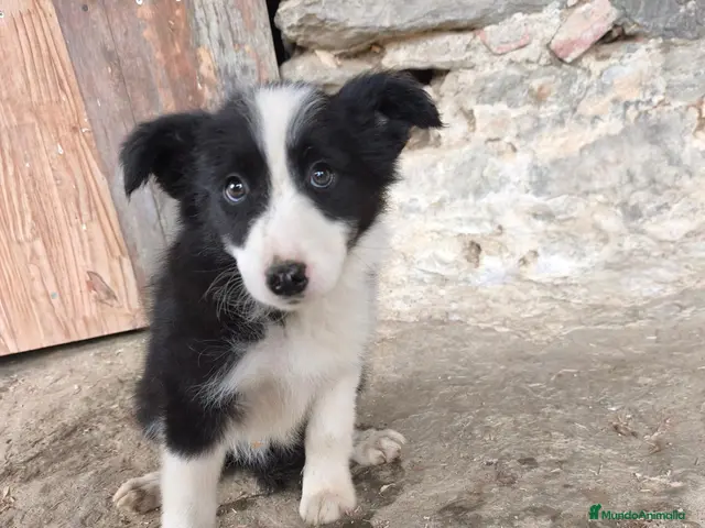 Raza Mixta perros Cachorros border collie 2 meses! - Anuncio 2