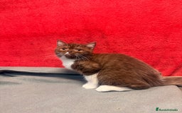 Británico de Pelo Corto gatos en venta: British bicolor chocolate - Imagen 2
