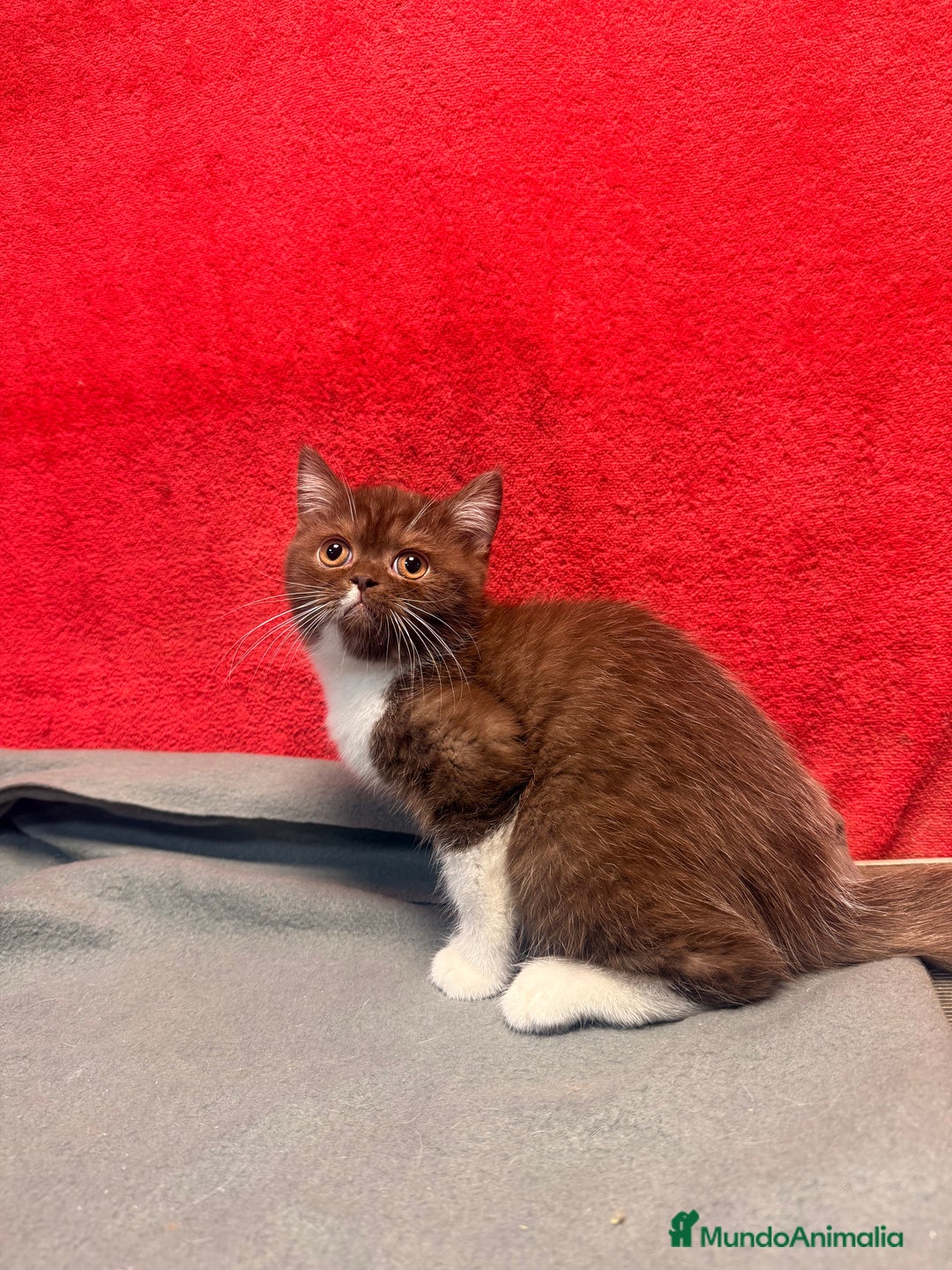Británico de Pelo Corto gatos en venta: British bicolor chocolate - Imagen 2