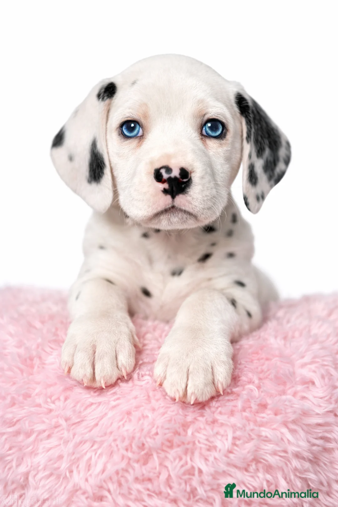 Dálmata perros en venta: Dálmata hembra  - Anuncio 1