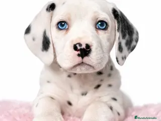 Dálmata perros Dálmata hembra - Anuncio 27