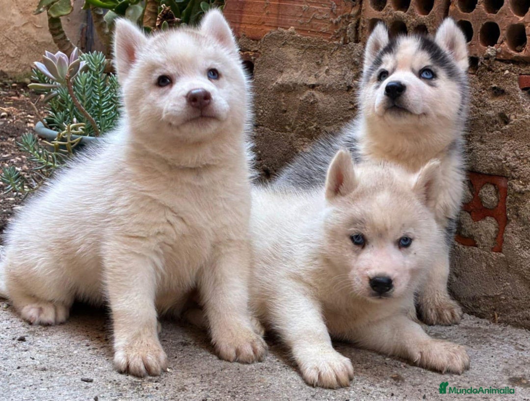 Husky Siberiano perros en venta: Husky siberiano  - Imagen 2