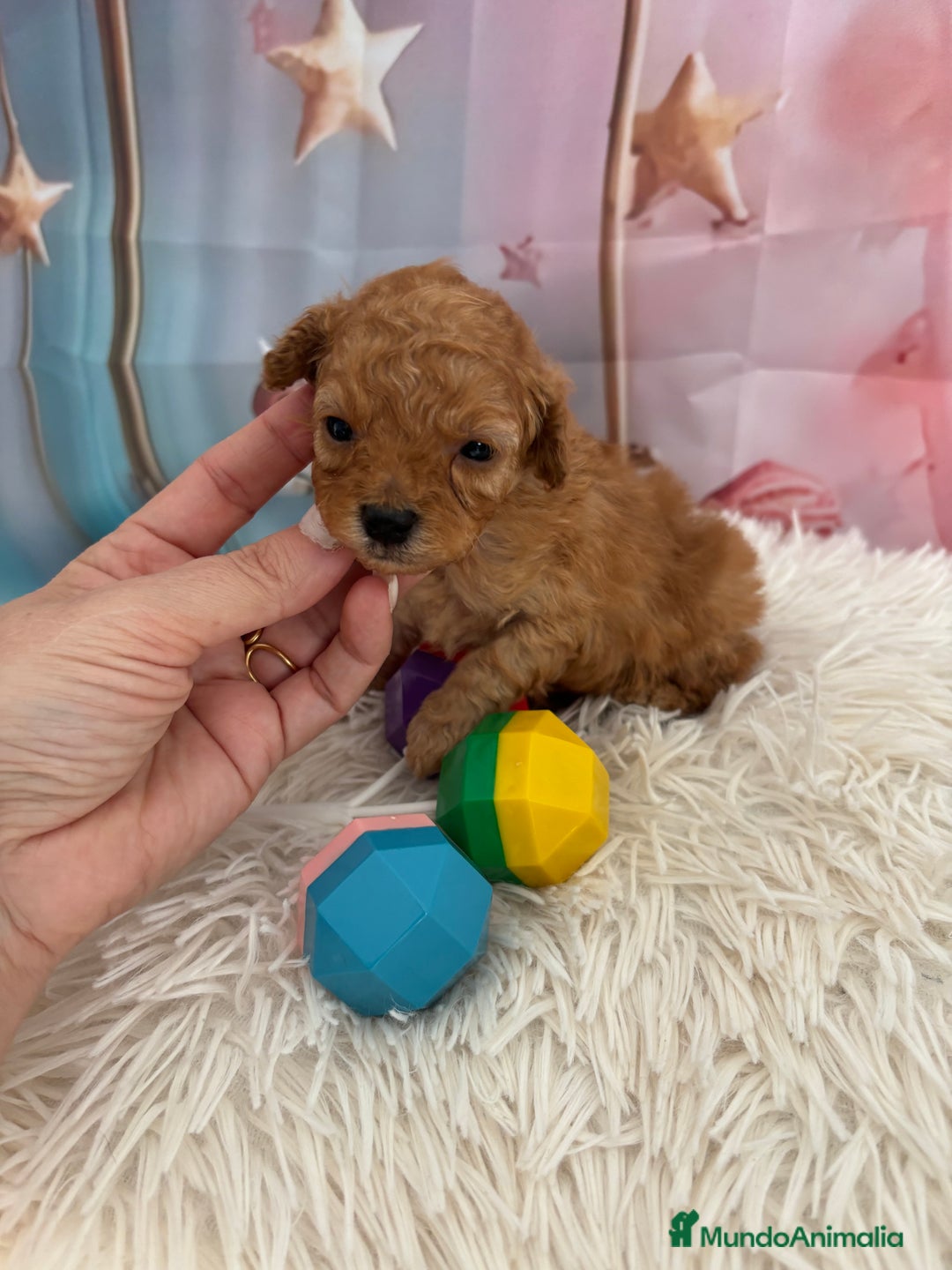 Caniche Toy perros en venta: Caniche Toy Apricot  - Anuncio 6