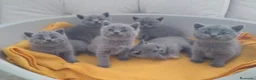 Británico de Pelo Corto Azul gatos en venta: British Shorthair Preciosos - Anuncio 6