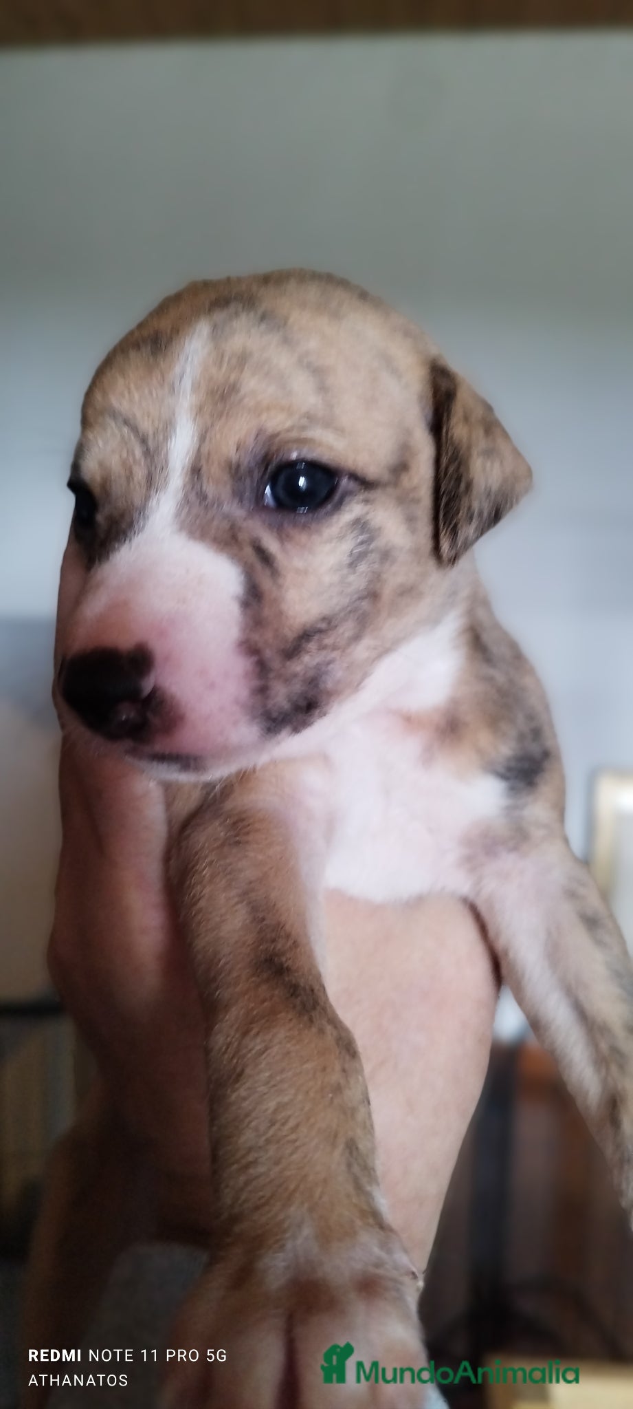 Whippet perros Magnífica Camada - Anuncio 2