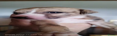 Whippet Cachorro 1