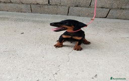 Terrier Alemán de Caza perros en venta: Disponible cachorros de Jagd terrier  - Imagen 1