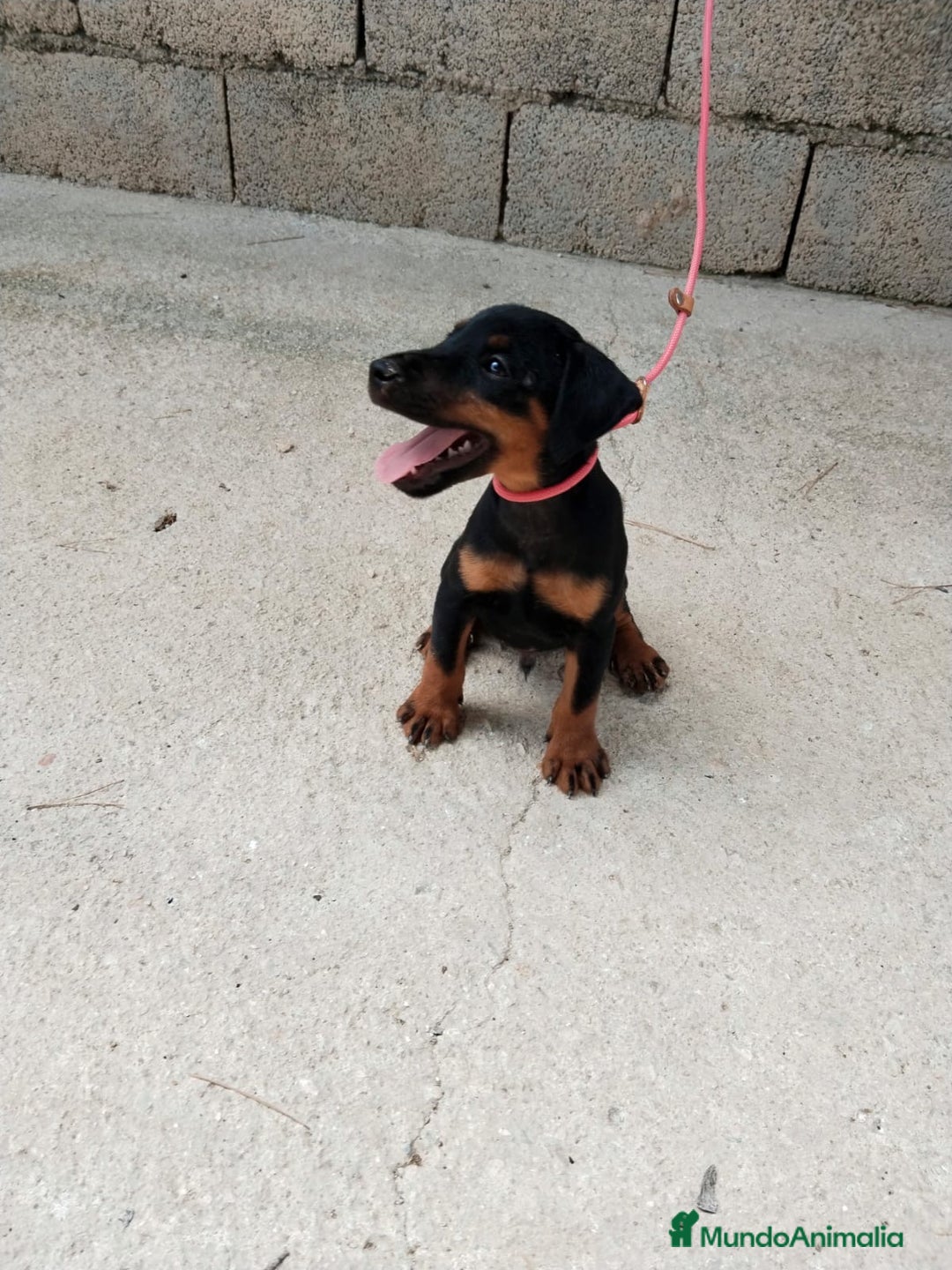 Terrier Alemán de Caza perros en venta: Disponible cachorros de Jagd terrier  - Imagen 1