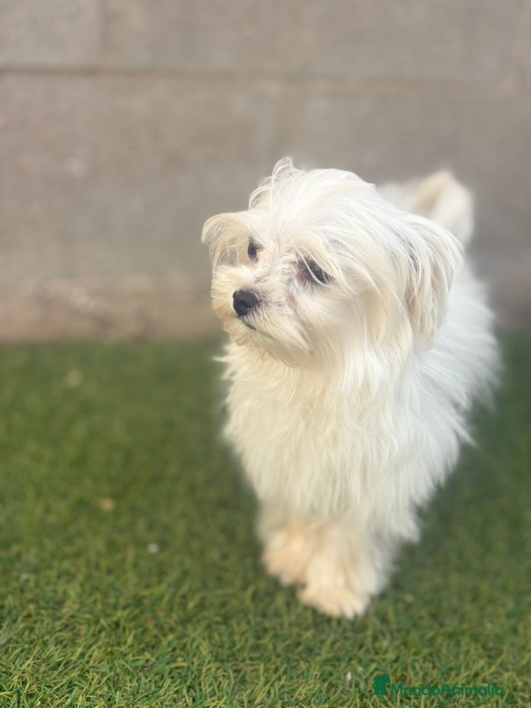 Bichón Maltés perros en venta: Bichon maltés toy - Imagen 16