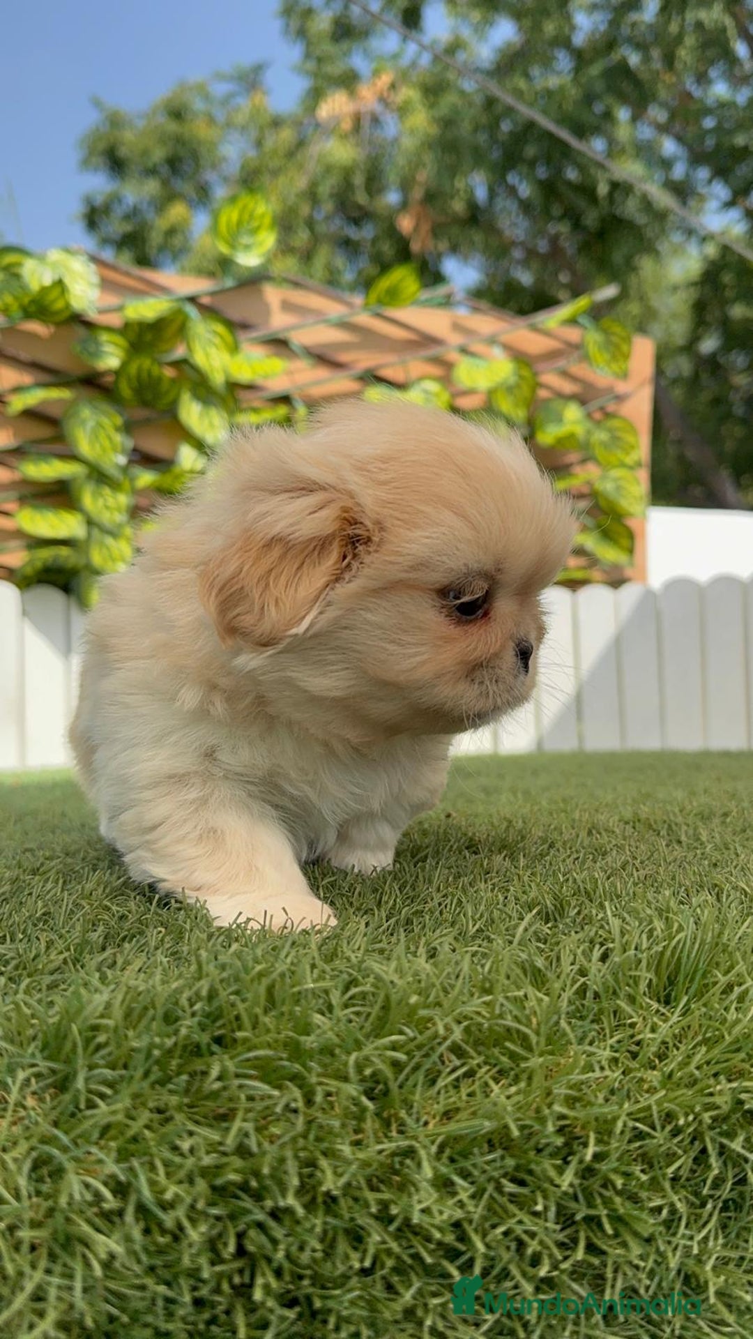 Pekinés perros en venta: PEKINES HEMBRA - Imagen 14