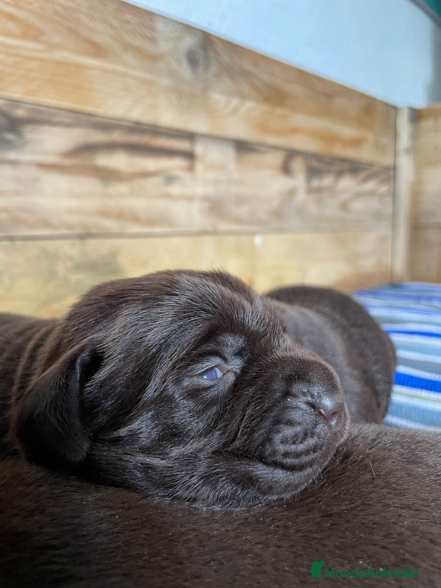 Labrador Retriever perros en venta: Hembra de labrador retriever chocolate  - Anuncio 5