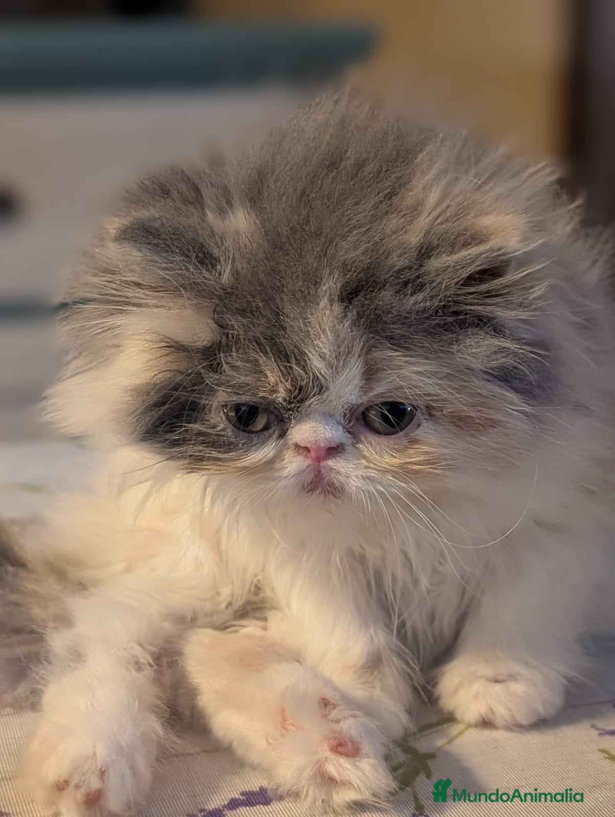 Persa gatos Persa Arlequín Hembra - Anuncio 2