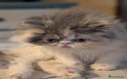 Persa gatos en venta: Persa Arlequín Hembra - Imagen 2