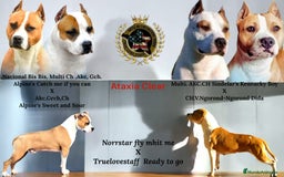 American Staffordshire-Terrier perros en venta: American Staffordshire Terrier  - Imagen 1