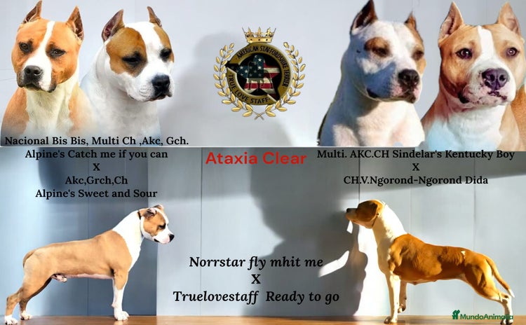 American Staffordshire-Terrier perros - Anuncio 1
