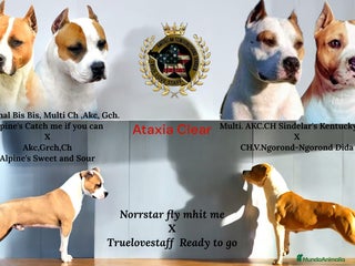 American Staffordshire-Terrier perros - Anuncio 2