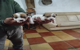 Jack Russell Terrier perros en venta: JACK RUSSELL TERRIER PELO CORTO  - Anuncio 1