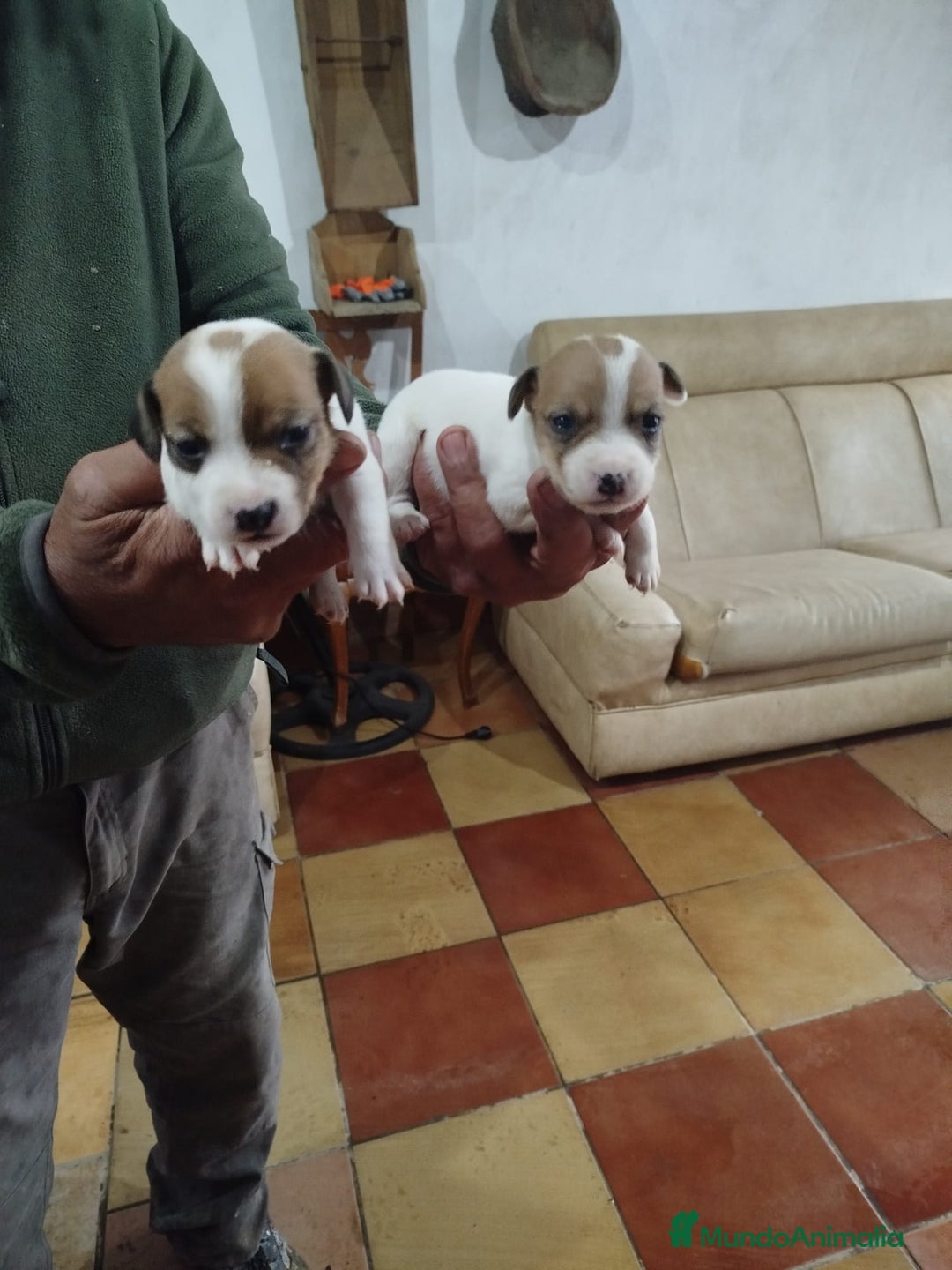 Jack Russell Terrier perros en venta: JACK RUSSELL TERRIER PELO CORTO  - Anuncio 1
