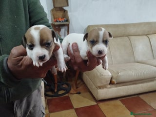 Jack Russell Terrier perros JACK RUSSELL TERRIER PELO CORTO - Anuncio 1