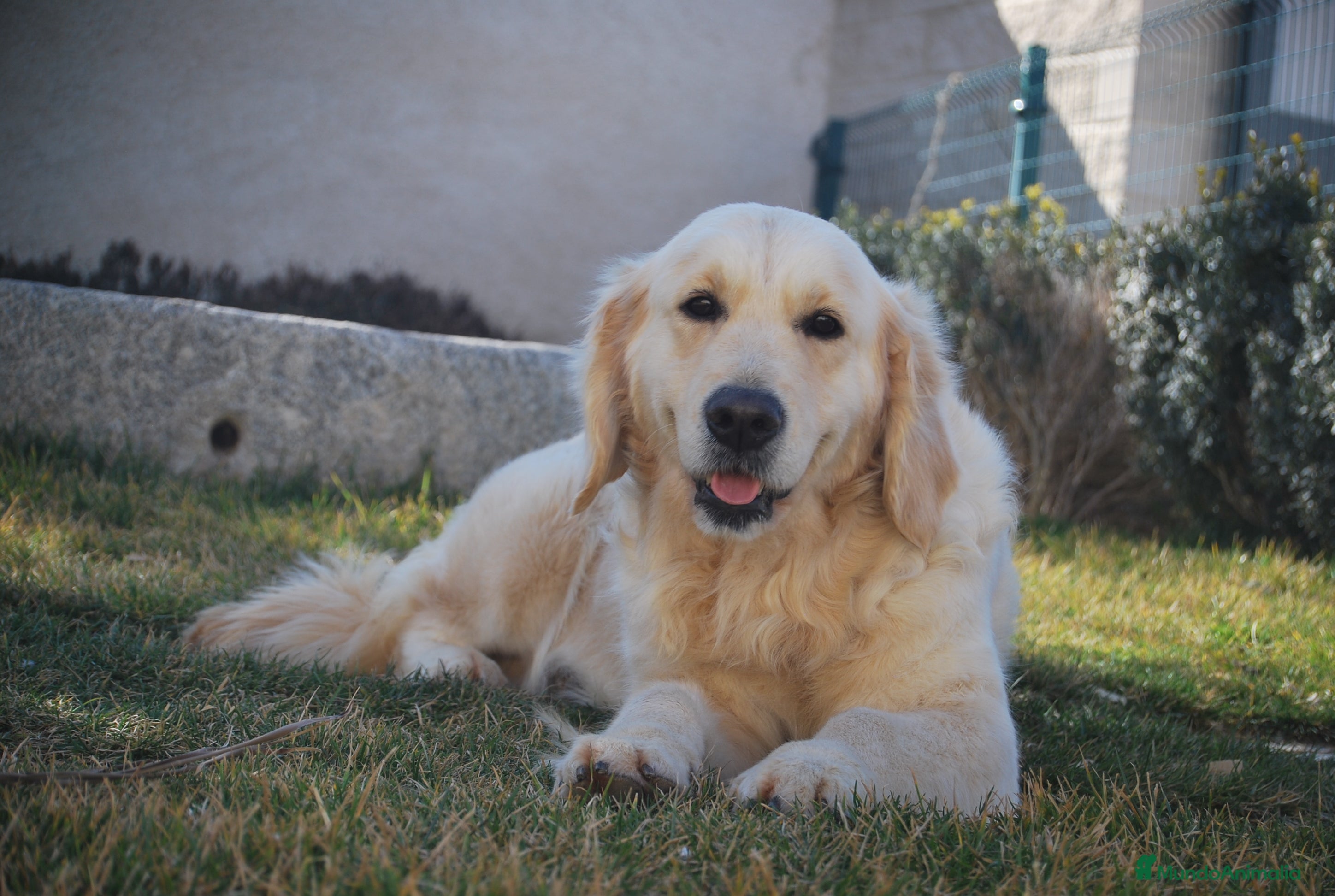 Golden Retriever perros Cachorros Golden dorados en Madrid - Anuncio 2