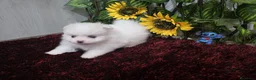 Pomerania perros en venta: Pomerania - Anuncio 4