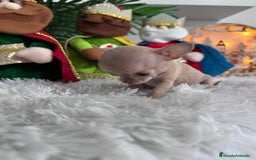 Chihuahua perros en venta: CHIHUAHUA HEMBRA - Anuncio 9