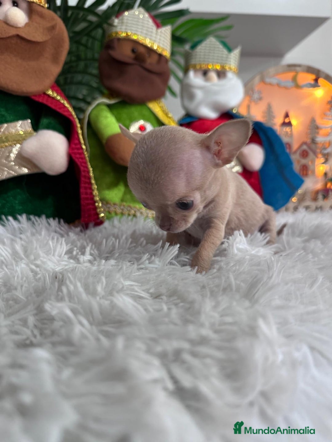 Chihuahua perros en venta: CHIHUAHUA HEMBRA - Anuncio 9