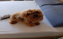 Raza Mixta perros en venta: Bichón habanero bichón maltes toys - Imagen 8