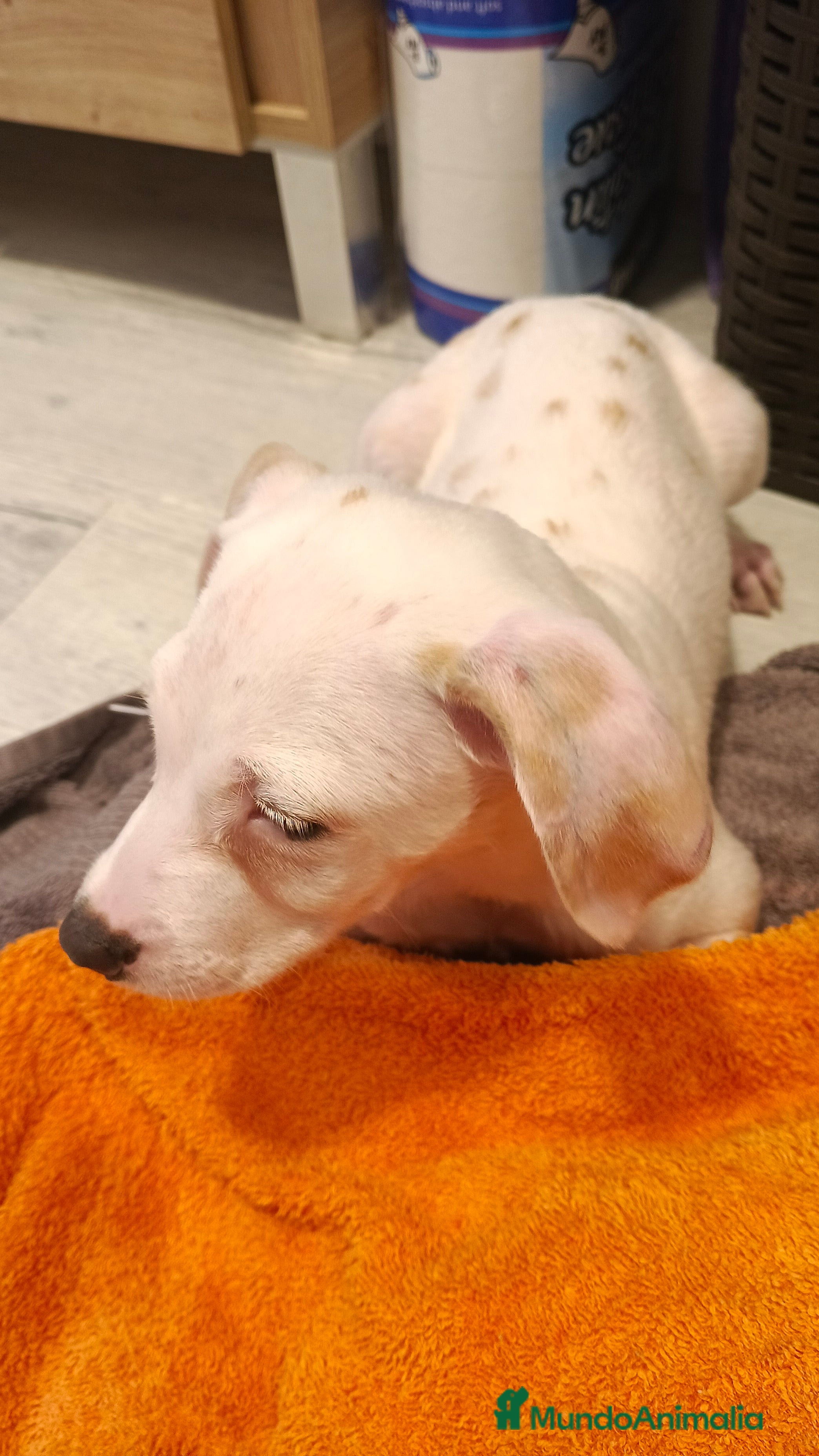 Dálmata perros Macho dalmata limon  - Anuncio 1