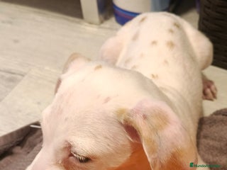 Dálmata perros Macho dalmata limon - Anuncio 1