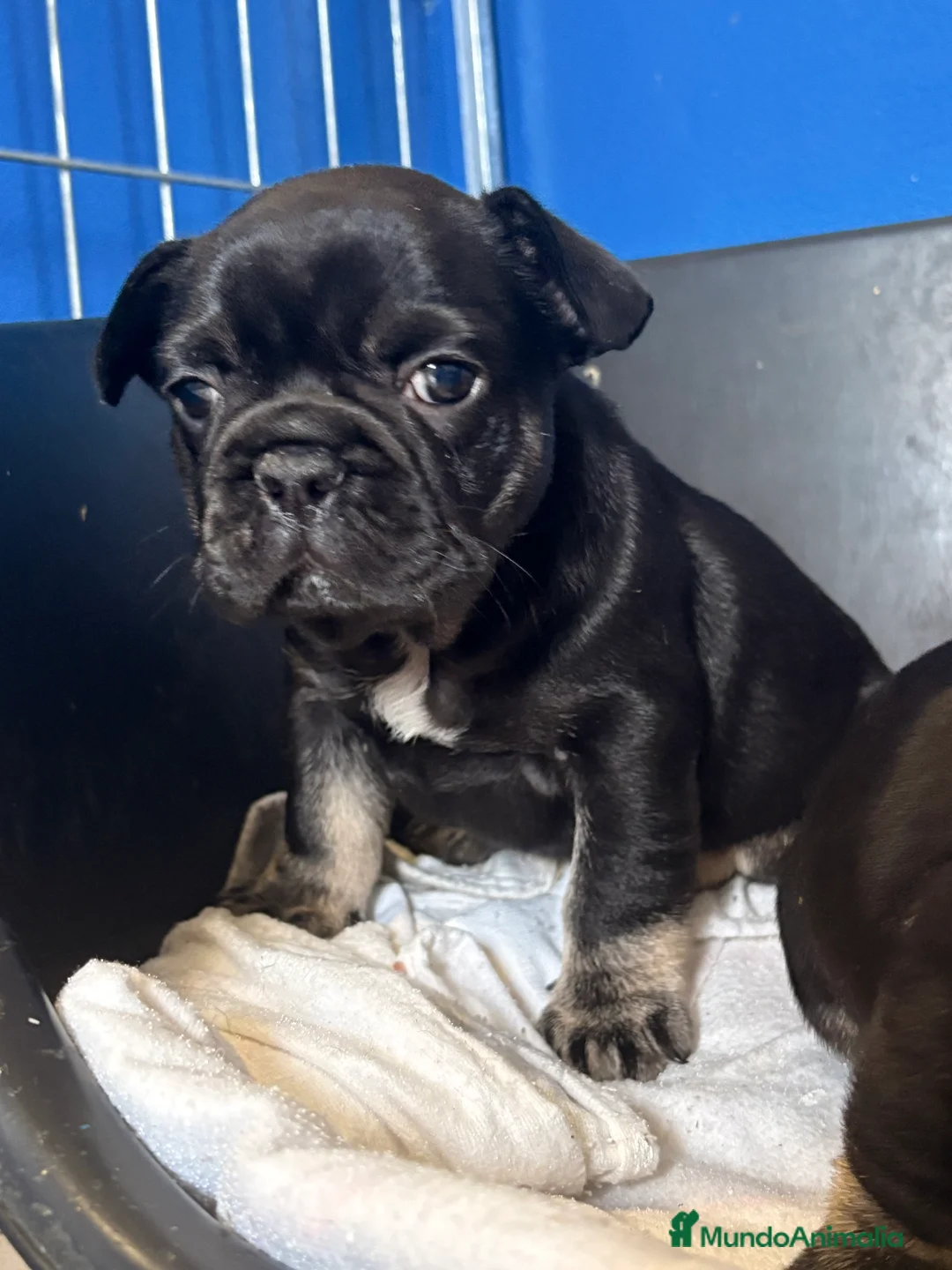 Bulldog Francés perros en venta: Bulldog francés  - Anuncio 6