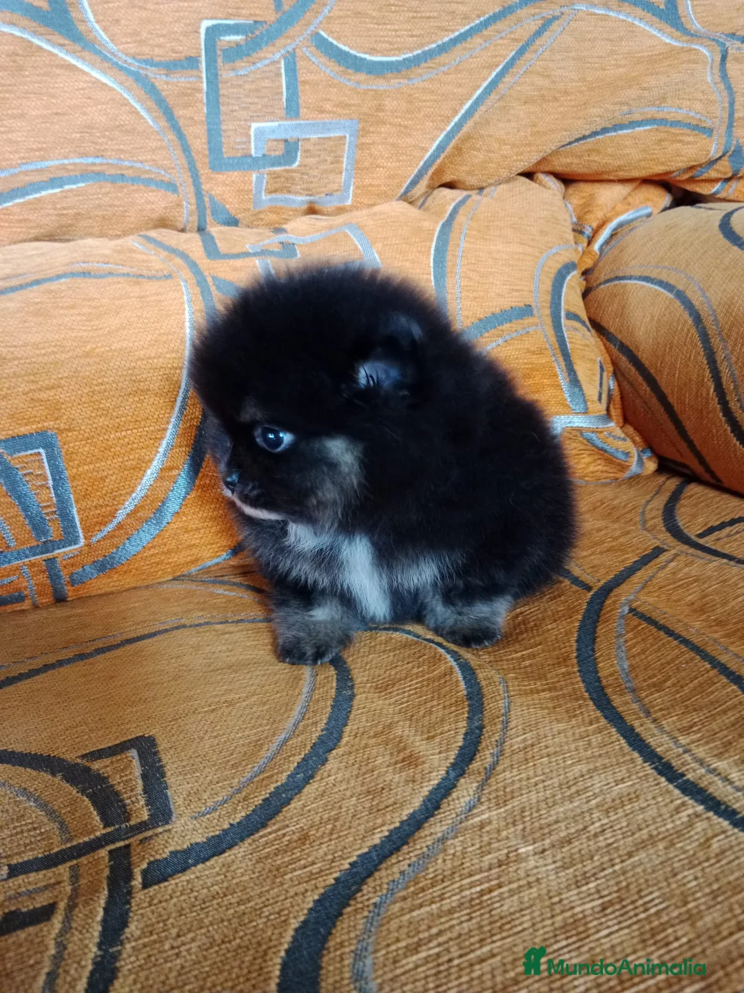 Pomerania perros en venta: Lulú de pomerania en venta - Anuncio 2