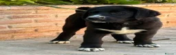Mastín Español perros en venta: Cachorros líneas funcionales  - Anuncio 5