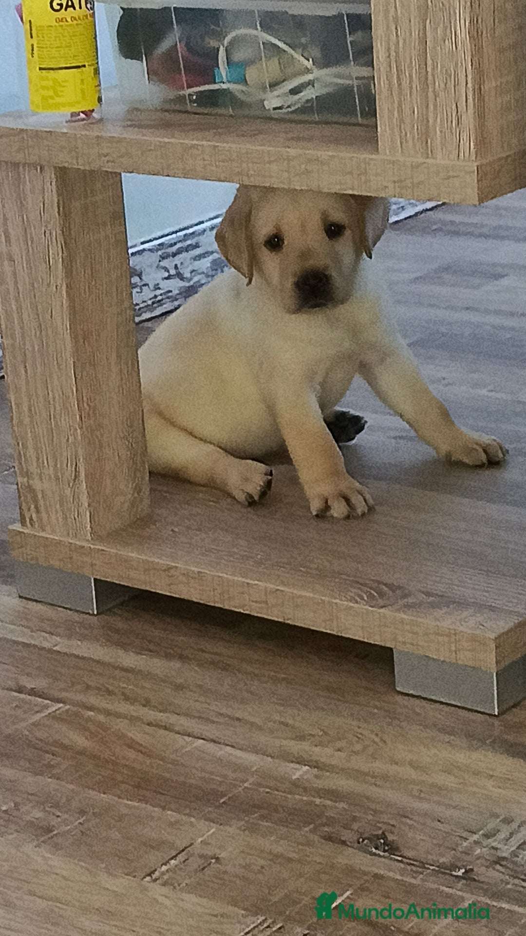 Labrador Retriever perros en venta: Hembra de labrador  - Imagen 3