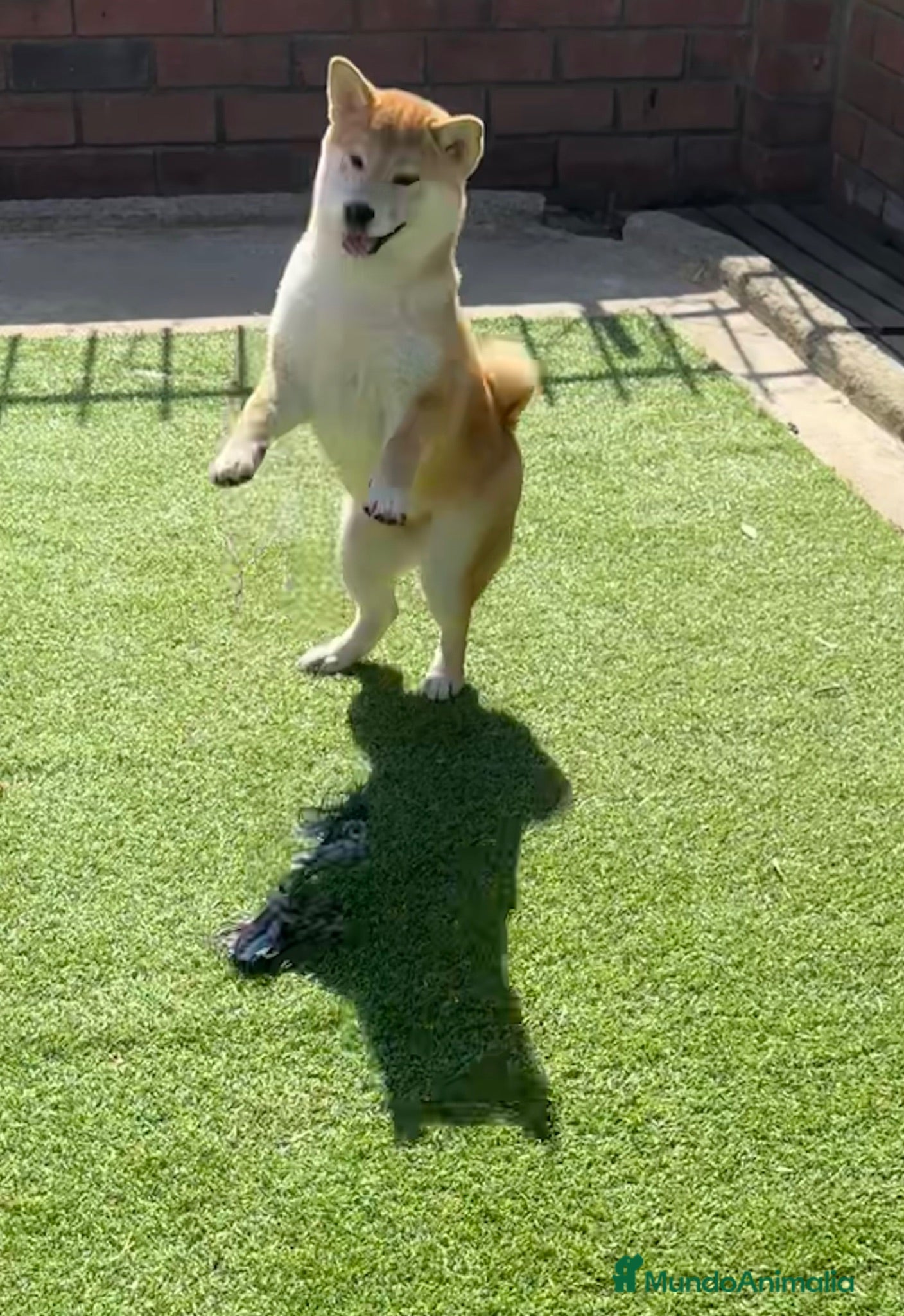Shiba Inu perros Shiba Inu  - Anuncio 2