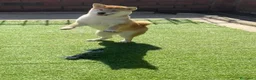Shiba Inu perros en venta: Shiba Inu  - Anuncio 2