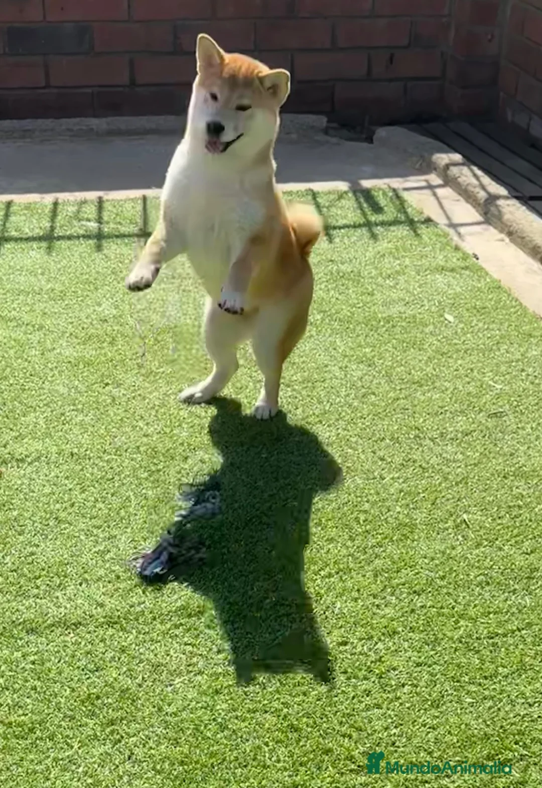 Shiba Inu perros en venta: Shiba Inu  - Anuncio 2