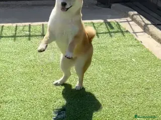 Shiba Inu perros Shiba Inu - Anuncio 2