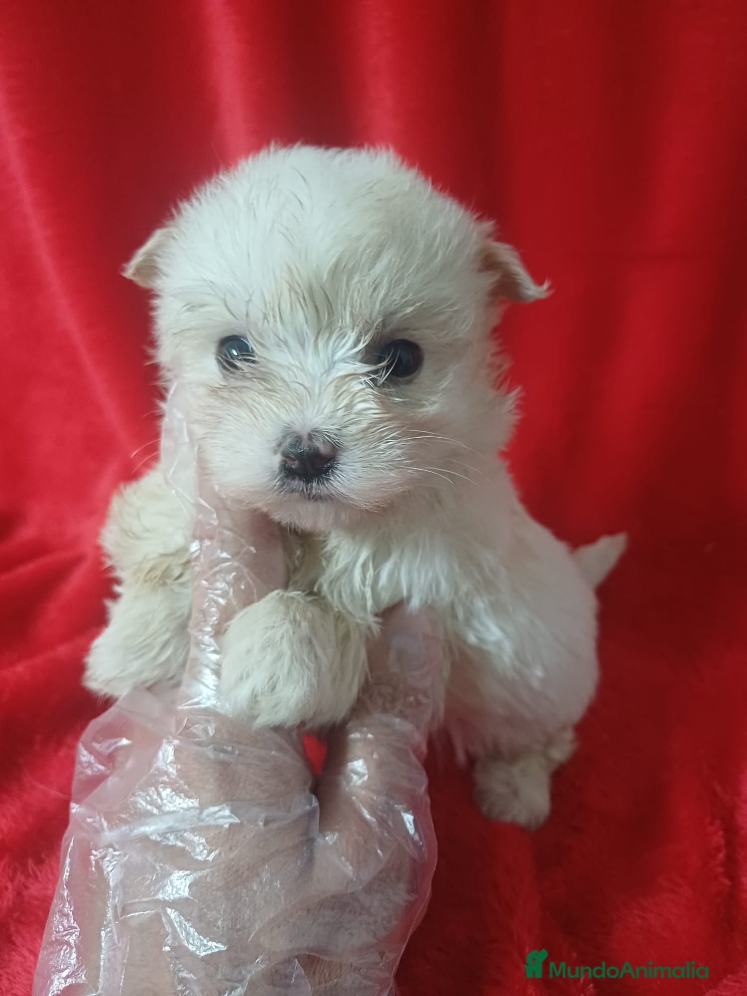 Bichón Maltés perros Bichon Maltés Americano  - Anuncio 1