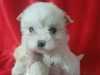 Bichón Maltés perros Bichon Maltés Americano - Anuncio 1