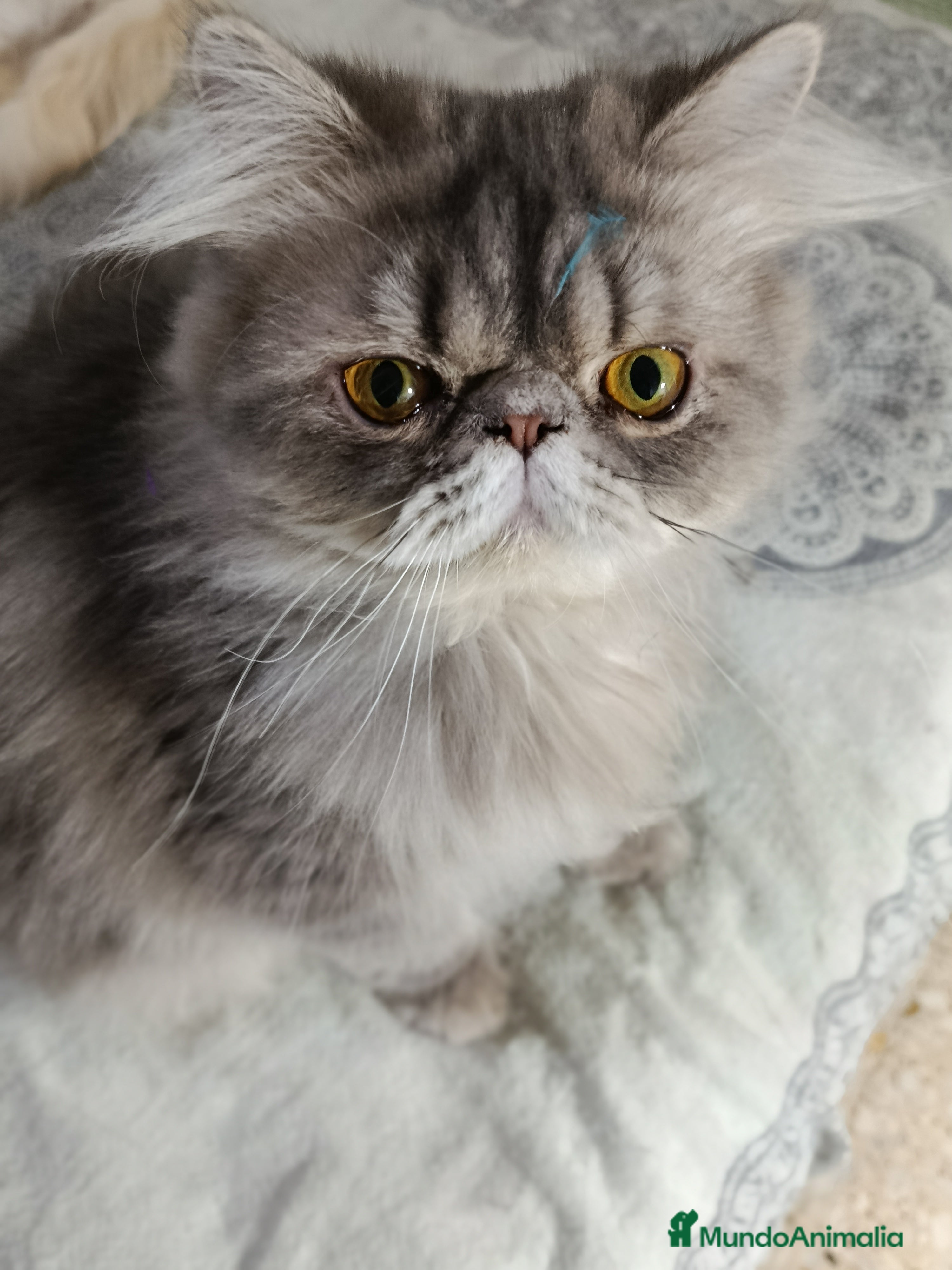 Persa gatos CACHORRO PERSA COLOR SMOKE - Anuncio 2