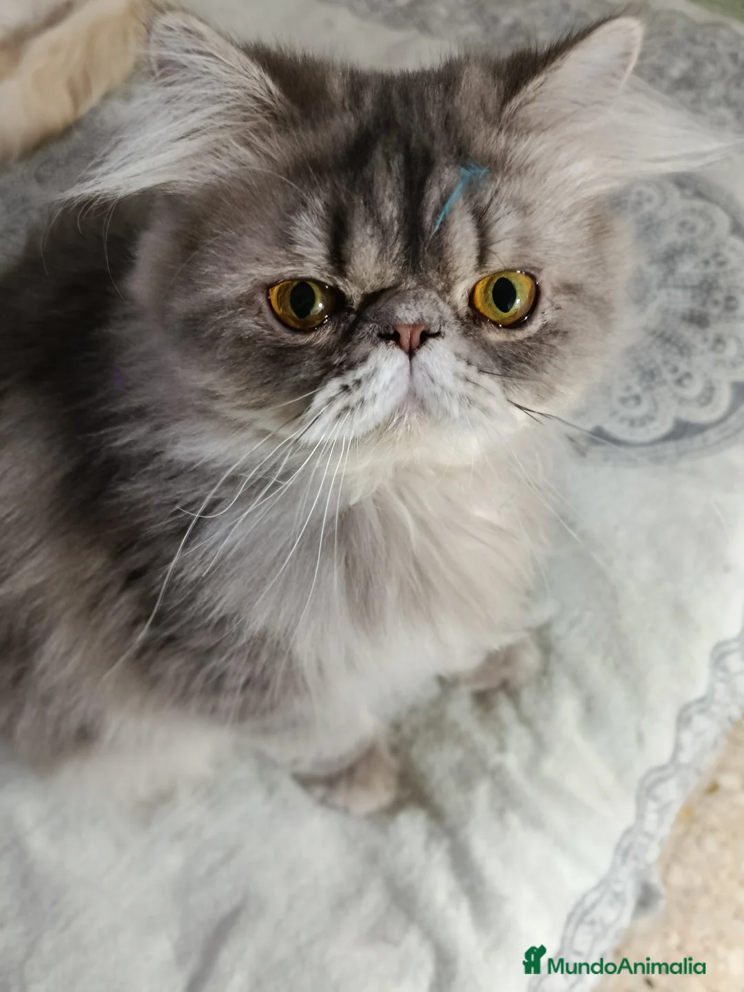 Persa gatos en venta: CACHORRO PERSA COLOR SMOKE - Anuncio 2