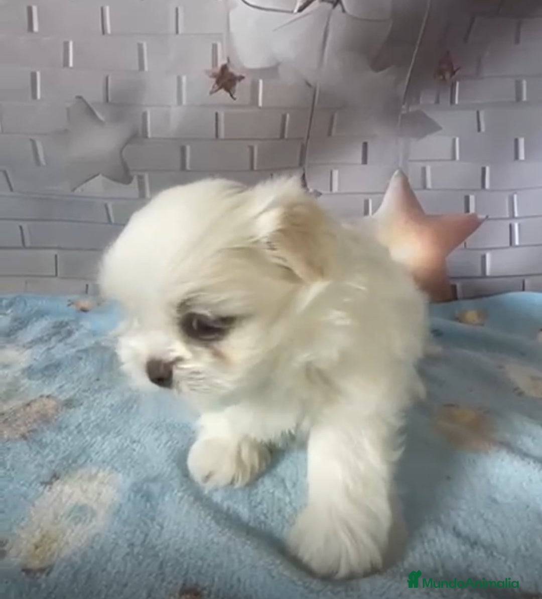 Shih Tzu perros en venta: Shih tzu blanco /crema  - Imagen 2